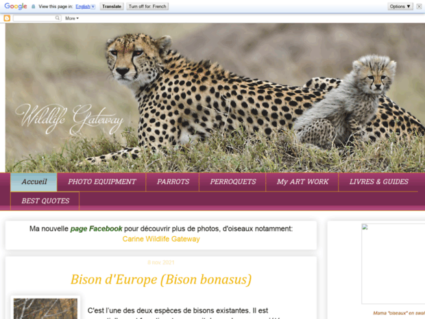 1000-pattes.blogspot.nl