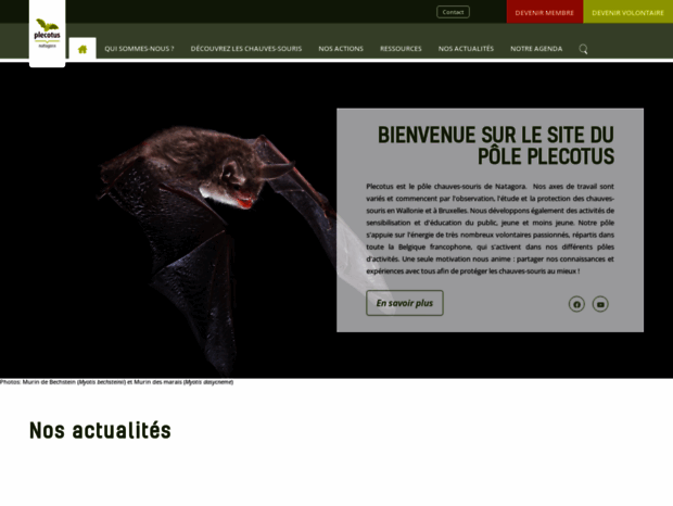 chauves-souris.be