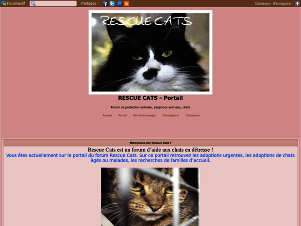 rescue-cats.forumactif.com